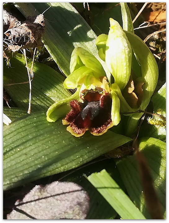 Ophrys sphegodes